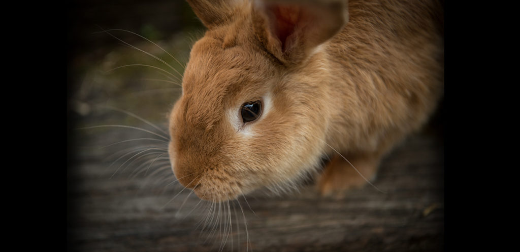 Paima-Cruelty-Free
