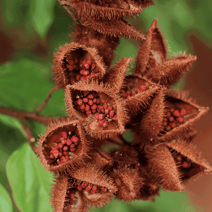 fruit urucum
